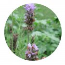 DwarfGiantFarm 200Pcs A Set Lavandula dentata Seed Proqgf