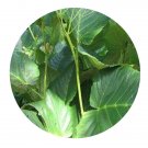 DwarfGiantFarm 200Pcs A Set Leea macrophylla Roxb. ex Hornem Seed Proqgf