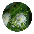 DwarfGiantFarm 200Pcs A Set Leucaena glauca Seed  Proqgf