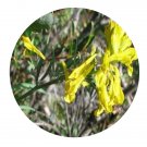 DwarfGiantFarm 200Pcs A Set Corydalis Iimearioides Maxim Seed Proqgf