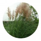 DwarfGiantFarm 200Pcs A Set Cortaderia selloana Seed Proqgf