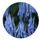 DwarfGiantFarm 200Pcs A Set Corydalis pachycentra Franch Seed Proqgf