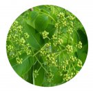 DwarfGiantFarm 200Pcs A Set Cortex Phellodendri Chinensis Seed Proqgf