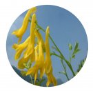 DwarfGiantFarm 200Pcs A Set Corydalis ochotensis Turcz. Seed  Proqgf