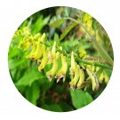 DwarfGiantFarm 200Pcs A Set Corydalis ophiocarpa Hook.f.et Thoms Seed  Proqgf
