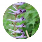 DwarfGiantFarm 200Pcs A Set Corydalis incisa Seed Prodgf
