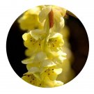 DwarfGiantFarm 200Pcs A Set Corylopsis sinensis Hemsl Seed Prodgf