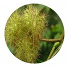 DwarfGiantFarm 200Pcs A Set Corylus ferox Wall Seed Prodgf