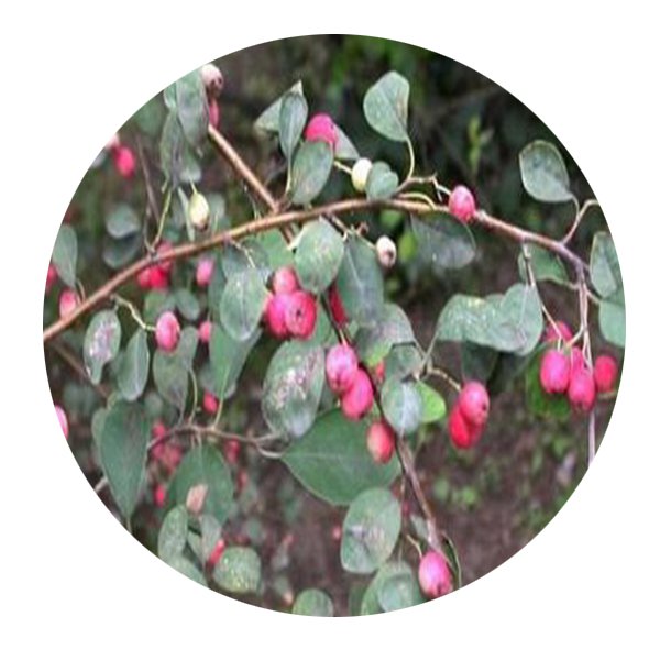 DwarfGiantFarm 200Pcs A Set Cotoneaster submultiflorus Seed  Prodgf