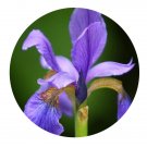 DwarfGiantFarm 200Pcs A Set Iris sanguinea Seed  Prodgf