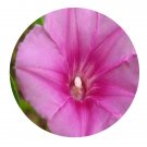 DwarfGiantFarm 200Pcs A Set Ipomoea pes-caprae Seed  Prodgf