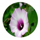 DwarfGiantFarm 200Pcs A Set Ipomoea triloba Seed  Prodgf