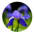 DwarfGiantFarm 200Pcs A Set Iris tectorum Seed  Prodgf