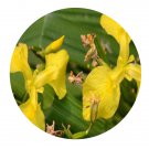 DwarfGiantFarm 200Pcs A Set Iris wilsonii Seed Prodgf