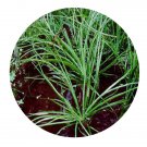 DwarfGiantFarm 200Pcs A Set Isoetes sinensis Palmer Seed  Prodgf