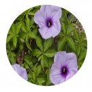 DwarfGiantFarm 200Pcs A Set Ipomoea cairica Sweet Seed  Prodgf