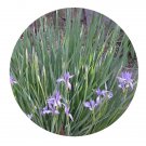 DwarfGiantFarm 200Pcs A Set Iris halophila Pall Seed  Prodgf