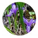 DwarfGiantFarm 200Pcs A Set Iris ruthenica Ker-Gawl Seed  Prodgf