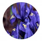 DwarfGiantFarm 200Pcs A Set Iris tectorum Seed  Prodgf