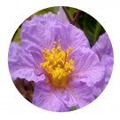 DwarfGiantFarm 200Pcs A Set Lagerstroemia speciosa Seed Prodgf