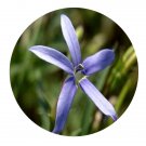 DwarfGiantFarm 200Pcs A Set Isotoma longiflora Seed Prodgf
