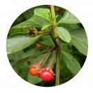 DwarfGiantFarm 200Pcs A Set Lycianthes biflora Seed Prodgf