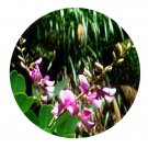 DwarfGiantFarm 200Pcs A Set Lespedeza formosa Seed Prodgf