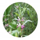 DwarfGiantFarm 200Pcs A Set Leonurus heterophyllus Sweet Seed Prodgf
