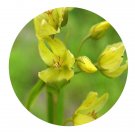 DwarfGiantFarm 200Pcs A Set Lysimachia davurica Seed Prodgf