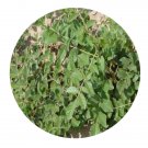 DwarfGiantFarm 200Pcs A Set Glycyrrhizae Seed Prodgf