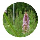 DwarfGiantFarm 200Pcs A Set Glycyrrhiza pallidiflora Maxim Seed Prodgf
