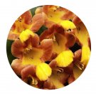 DwarfGiantFarm 200Pcs A Set Gmelinaarborea Roxb Seed Prodgf