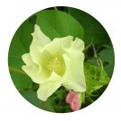 DwarfGiantFarm 200Pcs A Set Gossypium spp Seed Prodgf