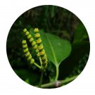 DwarfGiantFarm 200Pcs A Set Gnetum lofuense Seed  Prodgf