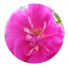 DwarfGiantFarm 200Pcs A Set Grandiflora Rose Seed  Prodgf