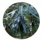 DwarfGiantFarm 200Pcs A Set Grevillea baileyana Seed Prodgf