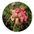 DwarfGiantFarm 200Pcs A Set Grevillea baueri Dwarf Seed  Prodgf