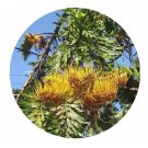 DwarfGiantFarm 200Pcs A Set Grevillea robusta A Cunn ex R.Br Seed Prodgf