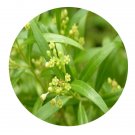 DwarfGiantFarm 200Pcs A Set Gynanchym stauntonii Seed Prodgf