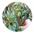 DwarfGiantFarm 200Pcs A Set Gynura bicolor Seed Prodgf