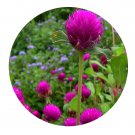 DwarfGiantFarm 200Pcs A Set Gomphrena globosa Seed Prodgf