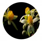 DwarfGiantFarm 200Pcs A Set Grewia biloba vra.parviflora Hand Seed Prodgf