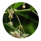 DwarfGiantFarm 200Pcs A Set Gomphocarpus physocarpus Seed  Prodgf