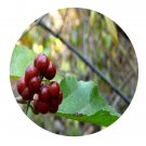 DwarfGiantFarm 200Pcs A Set Grewia bilobavar. parviflora Seed  Prodgf