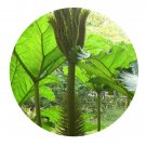 DwarfGiantFarm 200Pcs A Set Gunnera manlcata Seed  Prodgf