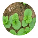 DwarfGiantFarm 200Pcs A Set Gynura cusimbua Seed   Prodgf