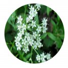 DwarfGiantFarm 200Pcs A Set Gypsophila oldhamiana Miq Seed  Prodgf