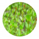 DwarfGiantFarm 200Pcs A Set Haloragismicrantha Seed Prodgf