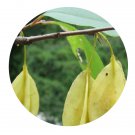 DwarfGiantFarm 200Pcs A Set Halesia macgregorii Chun Seed Prodgf