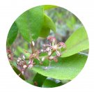 DwarfGiantFarm 200Pcs A Set Hamamelis mollis Seed Prodgf